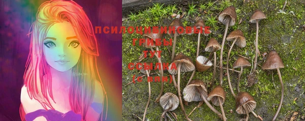 прущие грибы Богданович